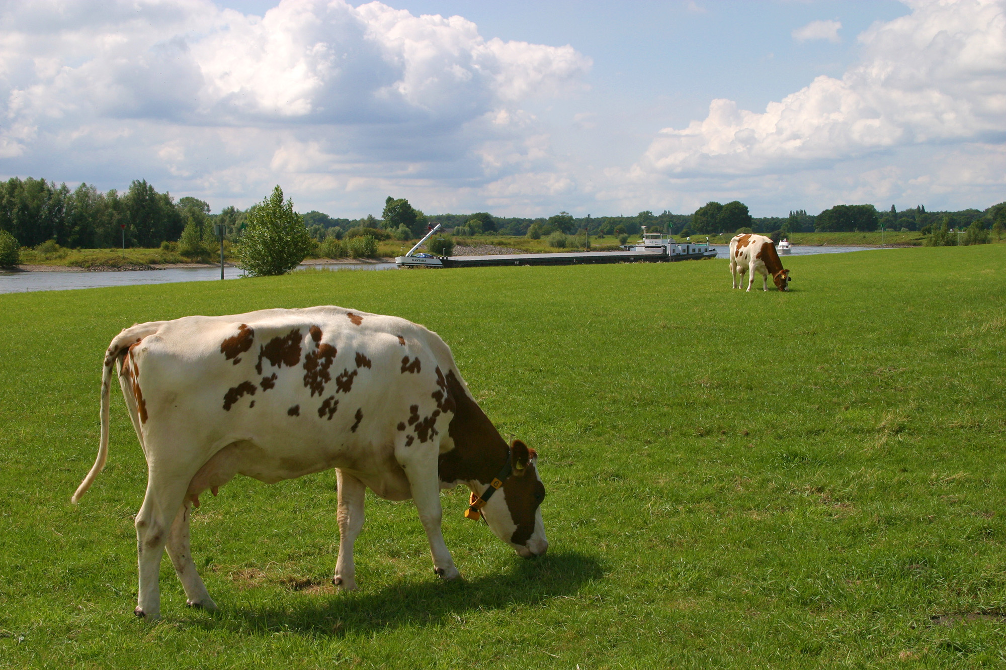 foto van twee koeien in wei, eentje dichtbij en de ander iets verder weg, in de verte een rijnaak op rivier