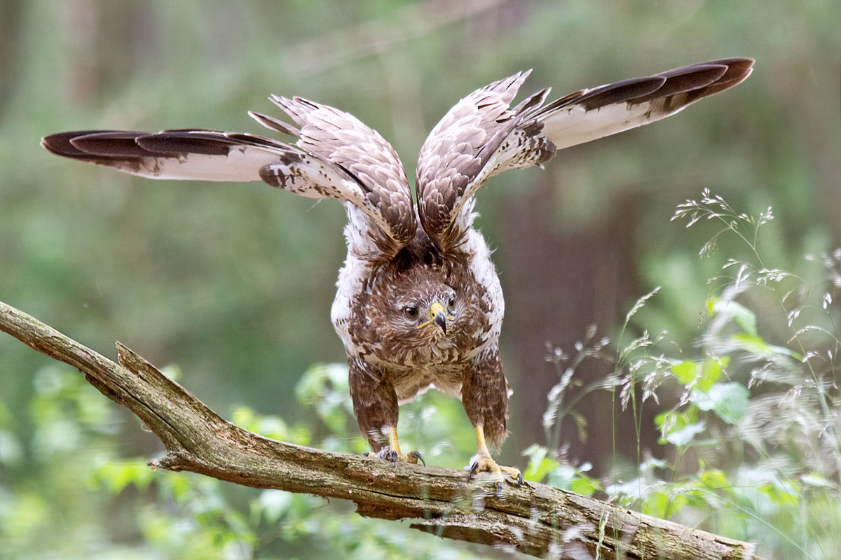 foto van buizerd met gestrekte vleugels op tak met vage groene achtergrond