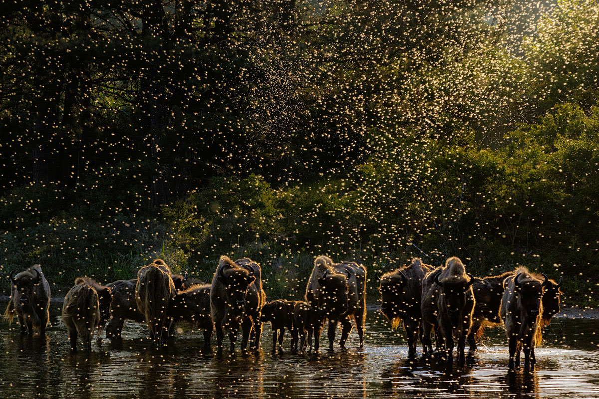 foto van bisons van Jasper Doest