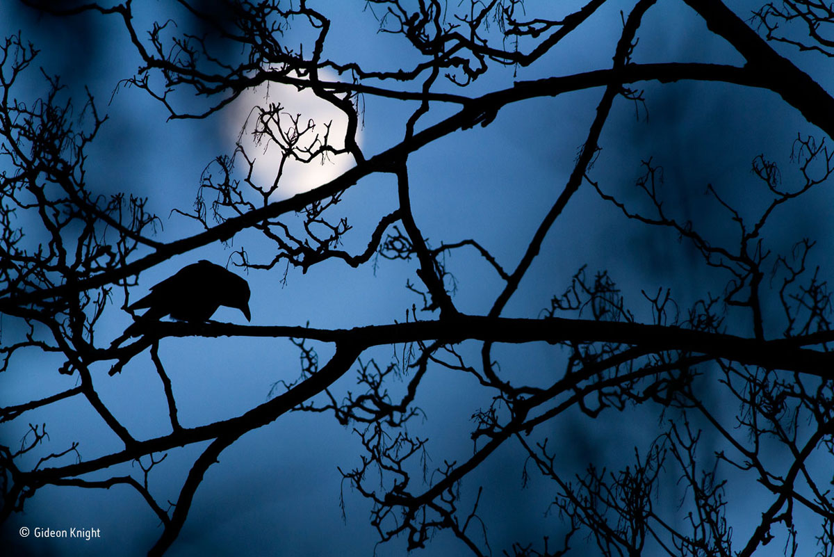 foto van vogel op tak in silhouet met blauwe lucht en de volle maan erachter