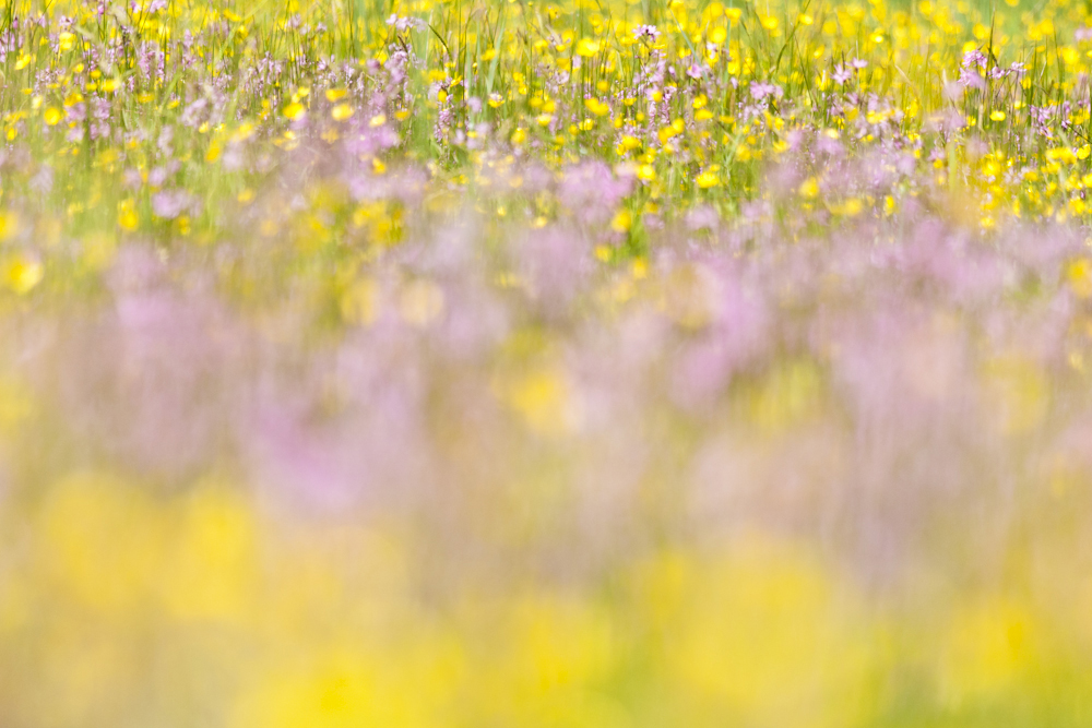 foto van weide met bloemen paars en geel