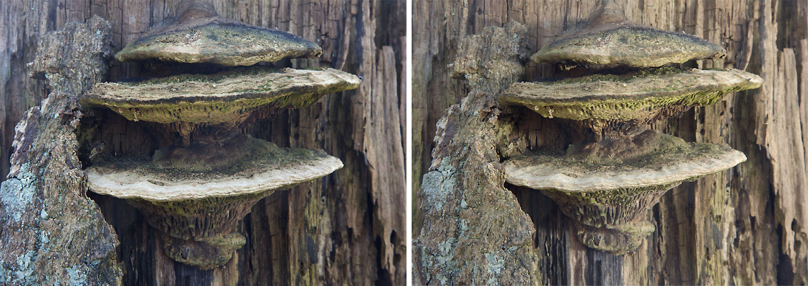 foto: Jan Duker | Zwam op stam; links zonder flits, rechts met flits