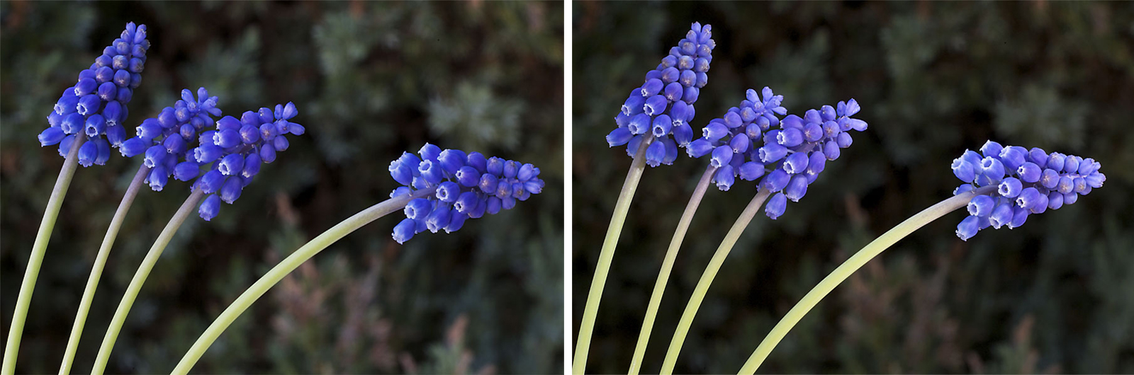 foto: Jan Duker | Bloemen; links zonder flits, rechts met flits
