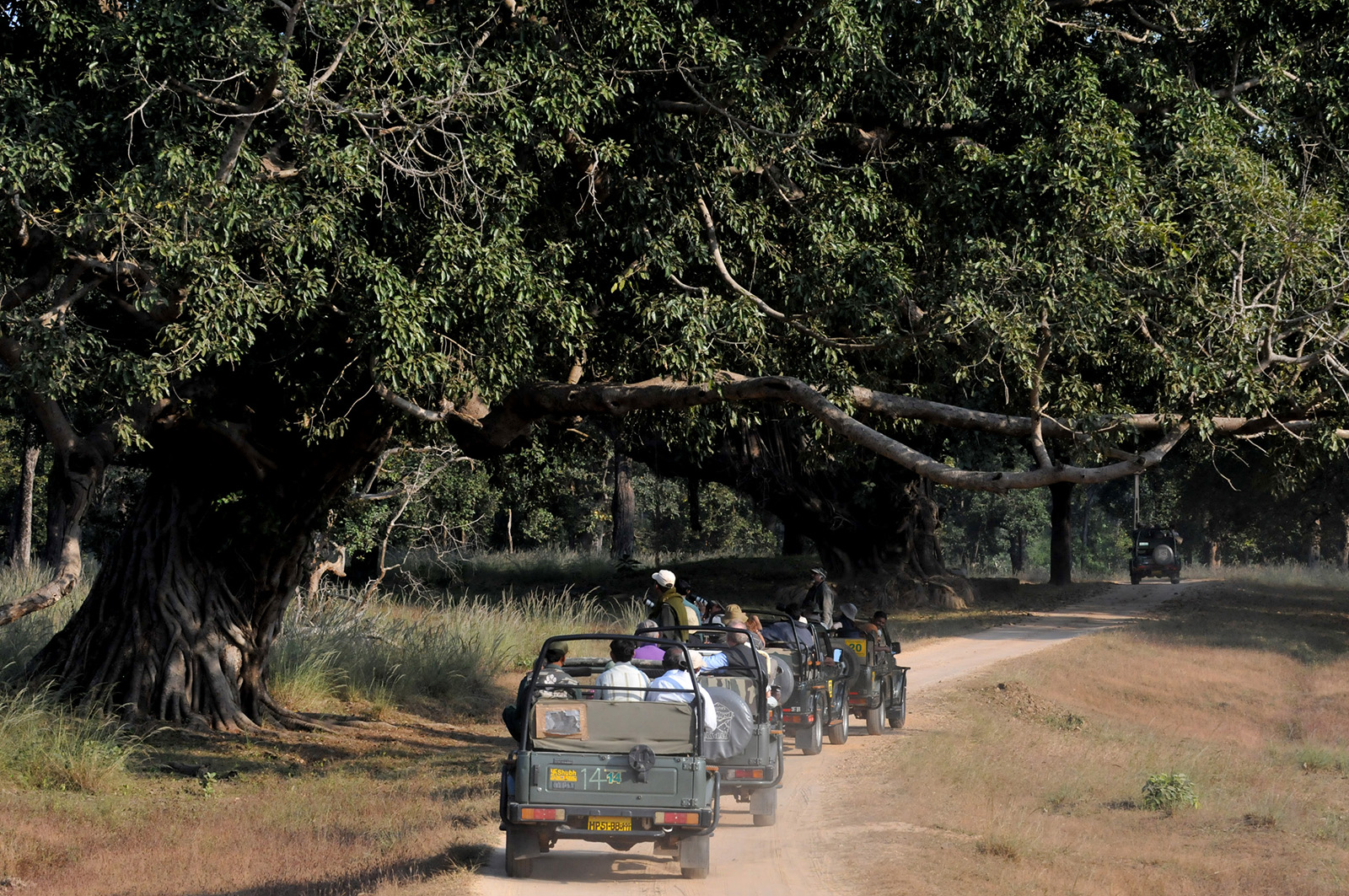 foto van vier jeeps die achter elkaar rijden door een safaripark