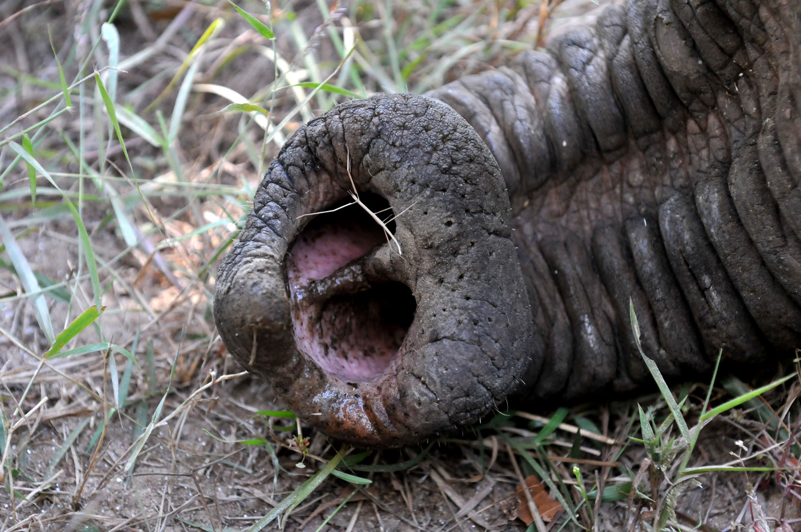 foto van uiteinde van slurf van een olifant op het gras waarbij je de gaten in kan kijken