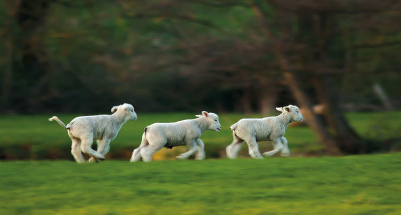 foto van drie rennende lammetjes in de wei
