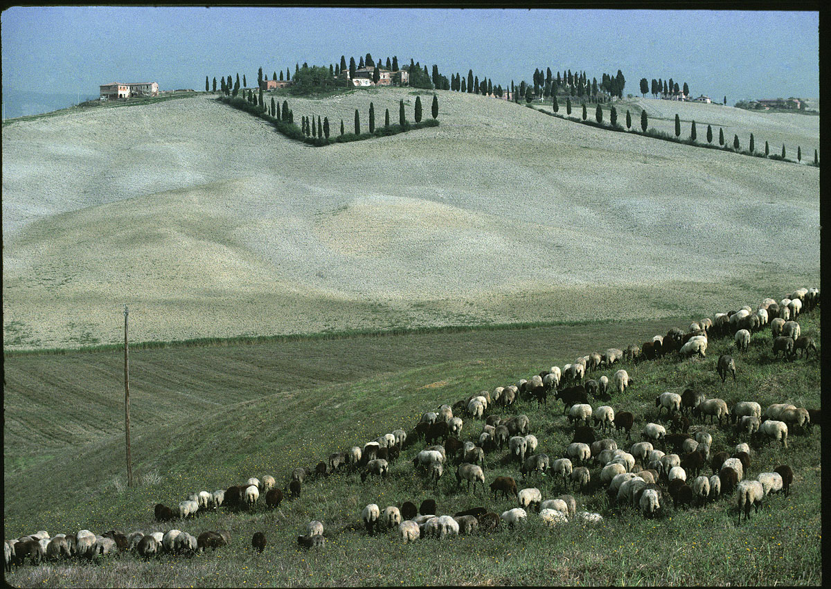 foto van Peter van der Velde/MAI | Landschap met kudde schapen in Calabrië, Italië 1984