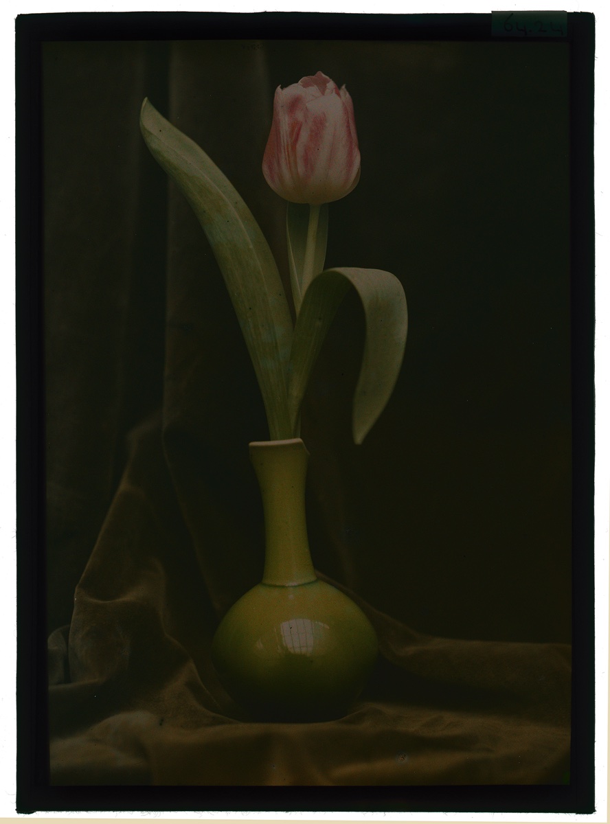foto: Berend Zweers (1872-1946) - tulp in vaas