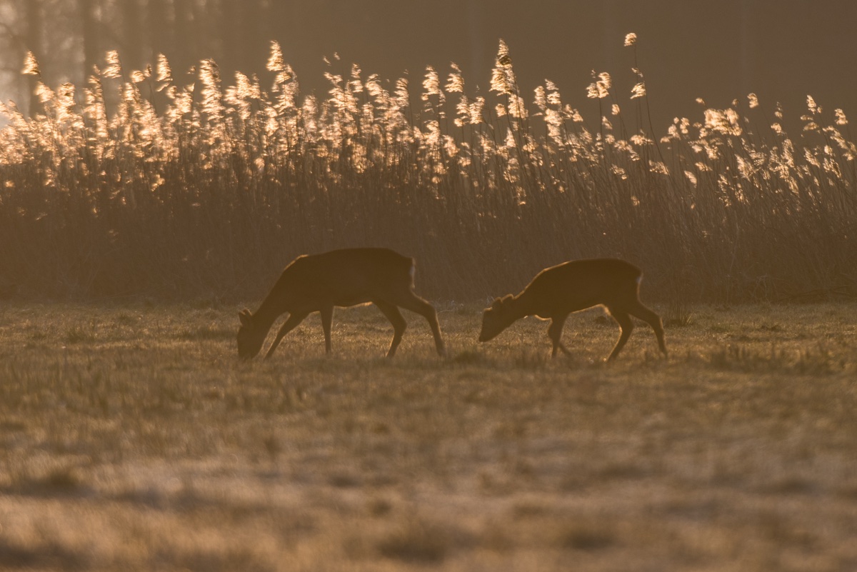 foto van twee herten in ochtendzon aan het grazen
