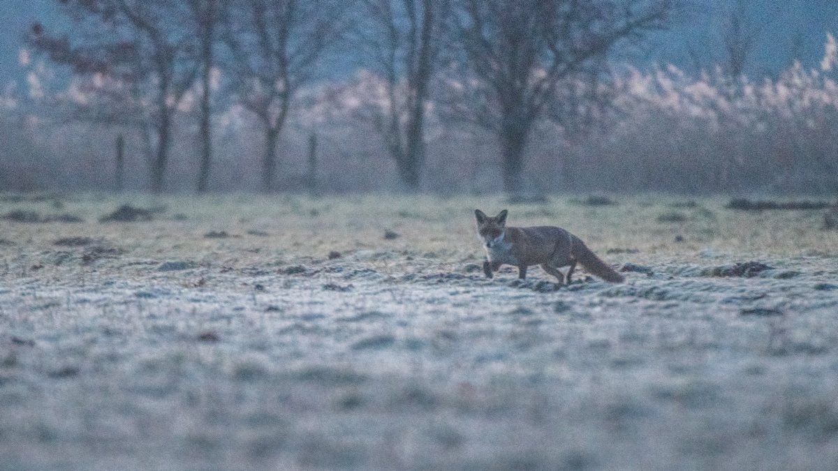 foto van vos op weide, bomen vaag erachter