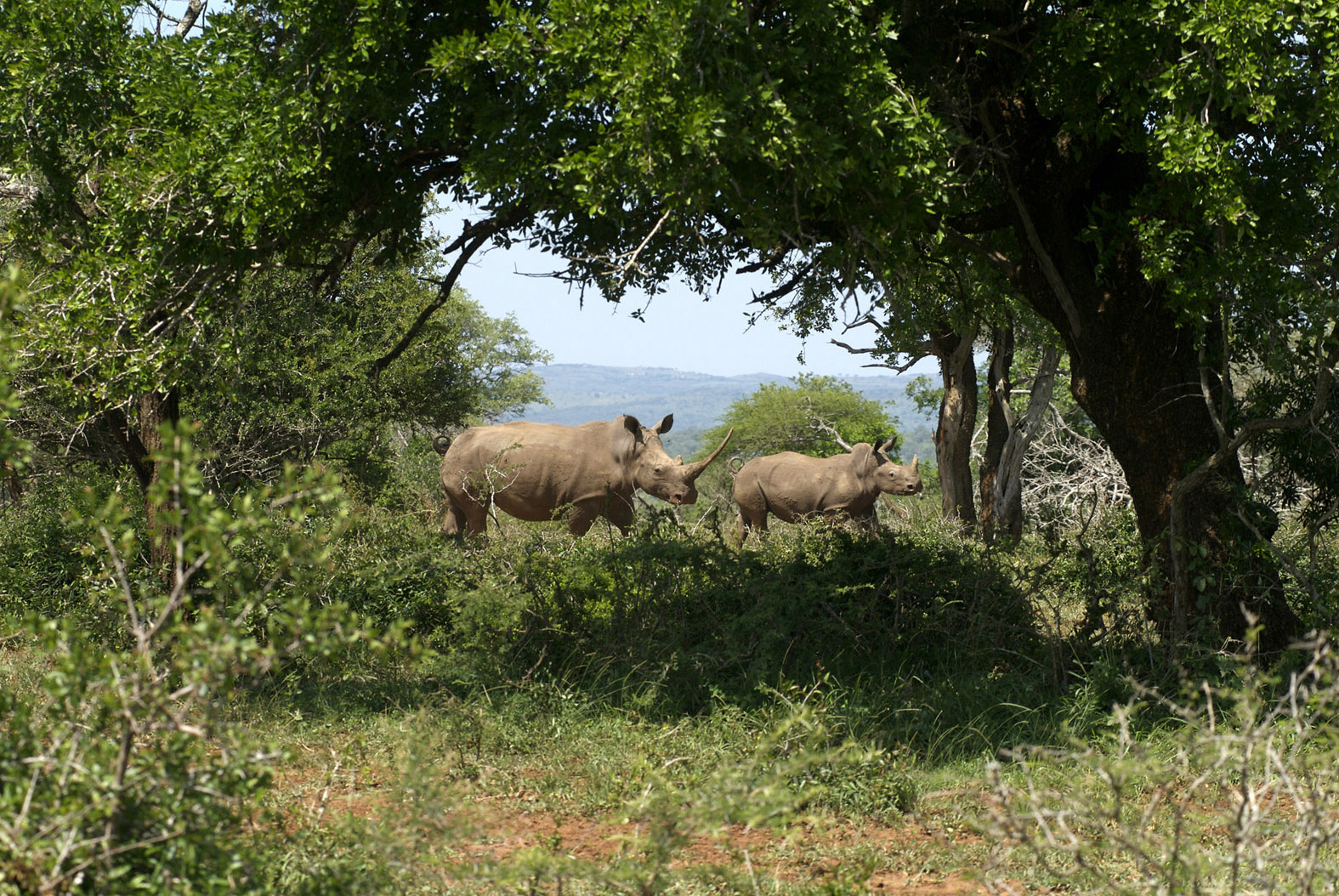 foto: Tom van der Leij van neushoorns in bos Zuid-Afrika