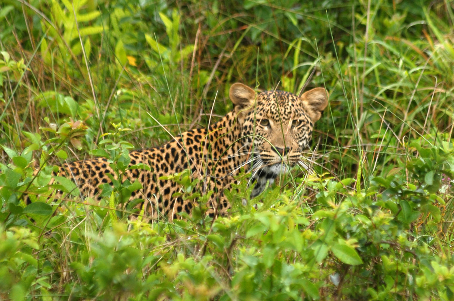 foto: Tom van der Leij van tijger in groen in Zuid-Afrika