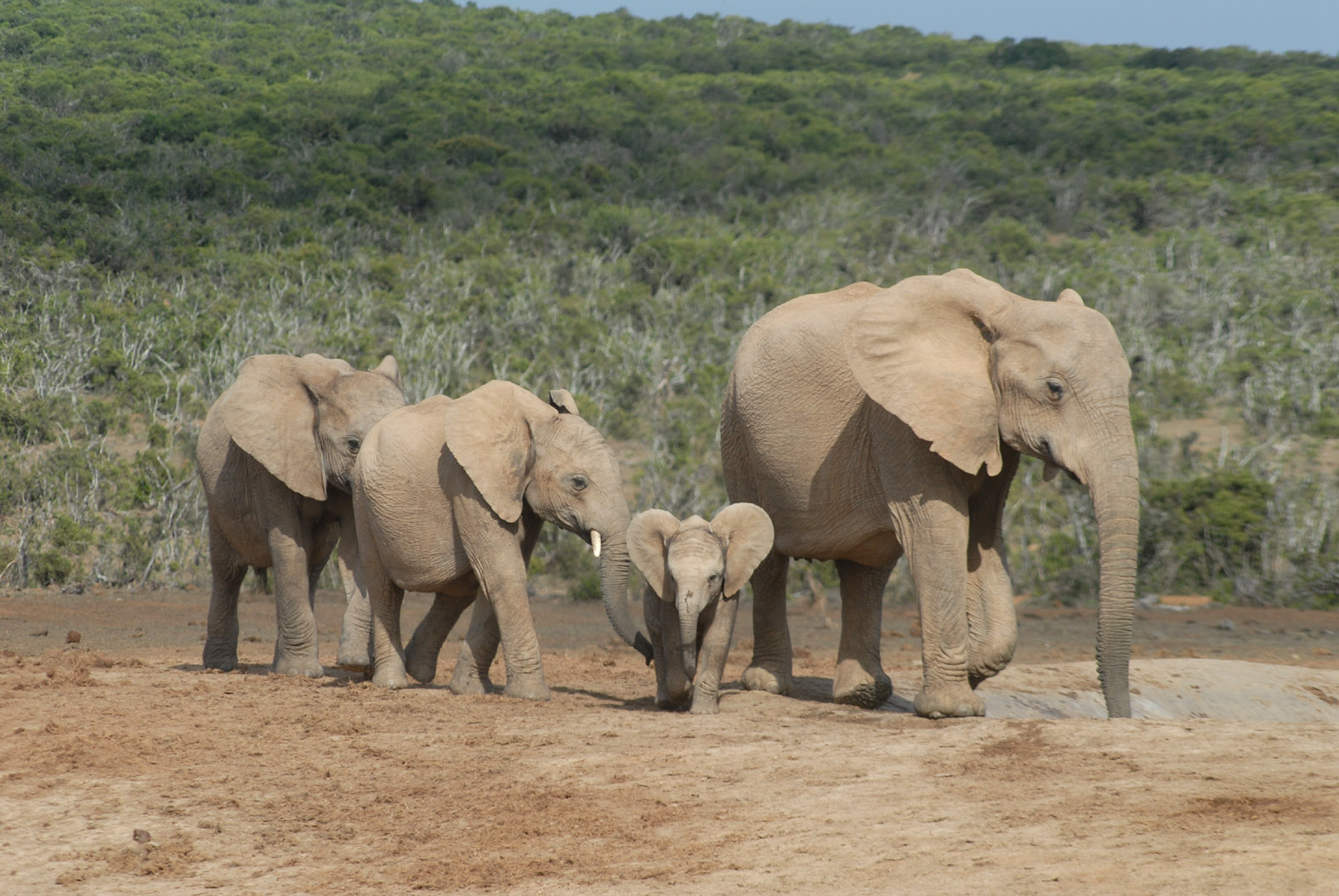 foto: Tom van der Leij van olifanten in Zuid-Afrika