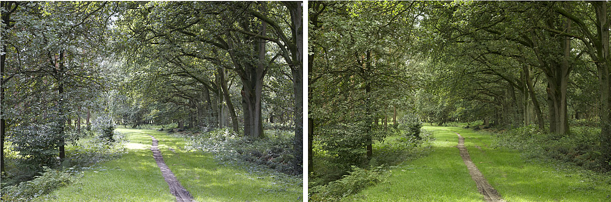 twee foto's parkje, links: automatische witbalans, rechts: witbalans met Expodisc. Beide opnamen diafragma F8, sluitertijd 1/50 S, -2/3 stop onderbelicht.