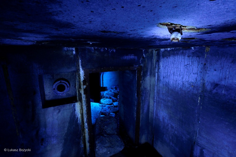 foto van Łukasz Bożycki toont een eenzame vleermuis in een vernietigde Duitse WOII bunker in een afgelegen bos in Polen in de winter.