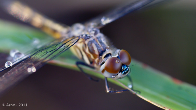 foto macro van een vlieg op een blad