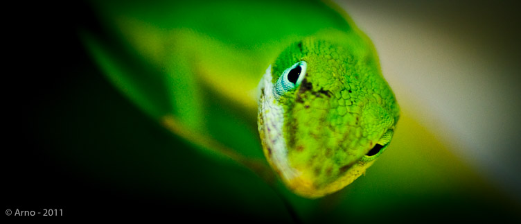 foto macro van salamanderkop