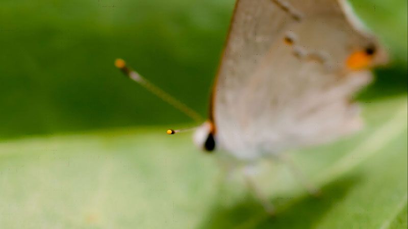 foto macro van vlinder