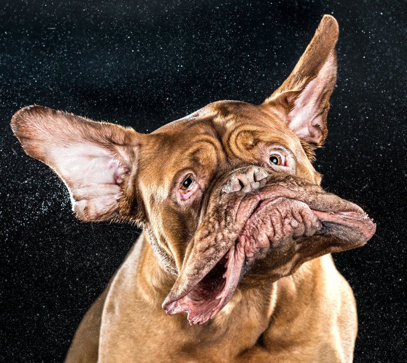 Grappige foto van hondenkop door Carli Davidson