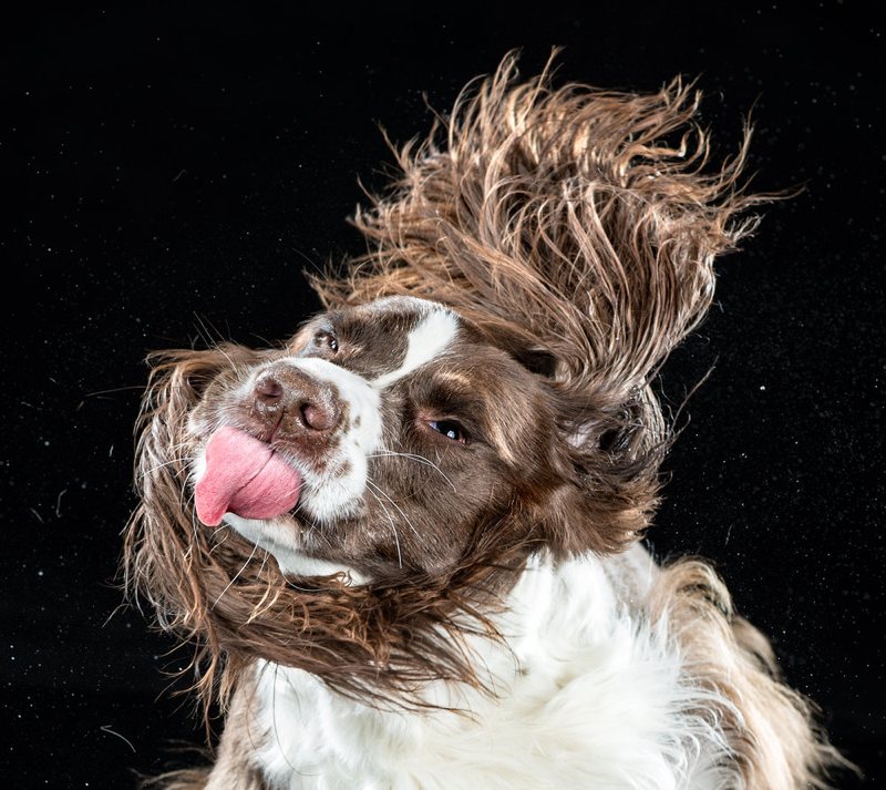 Grappige foto van hond die kop zwaait