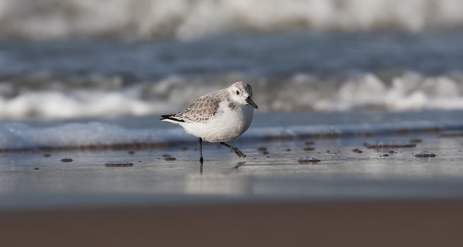 foto: Jan Duker | Drieteenstrandloper voor zeewater op het strand