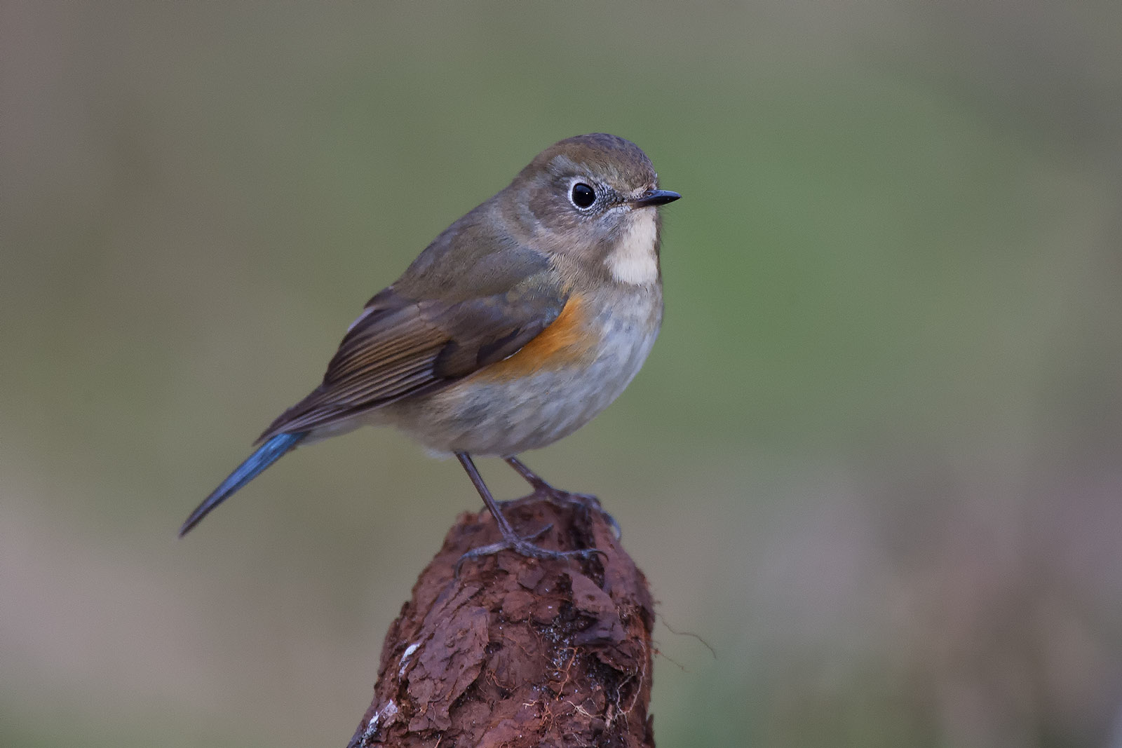 foto: Jan Duker | Blauwstaart met pootjes op stuk hout