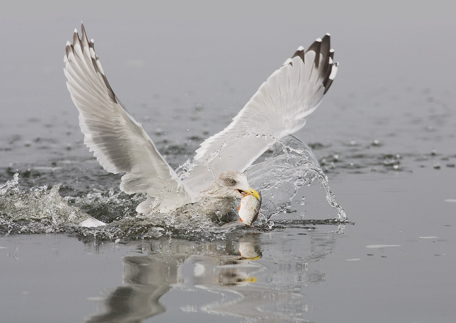 foto: Jan Duker | Zilvermeeuw in actie met vis in bek in water
