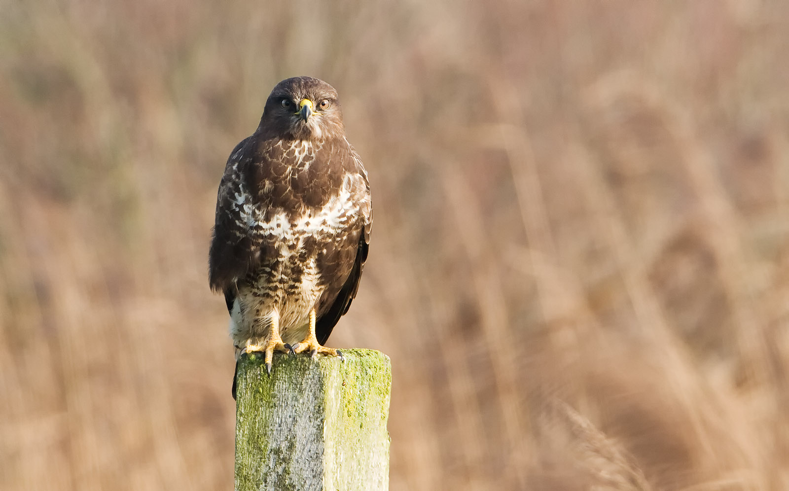 foto: Jan Duker | Buizerd op een steen kijkt in camera