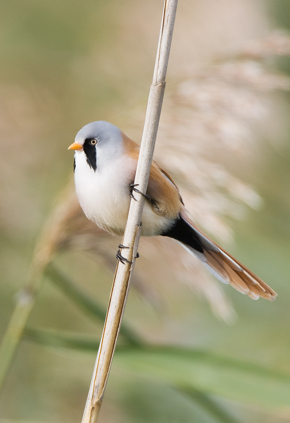 foto: Jan Duker | Baardman met pootjes op rietstengel