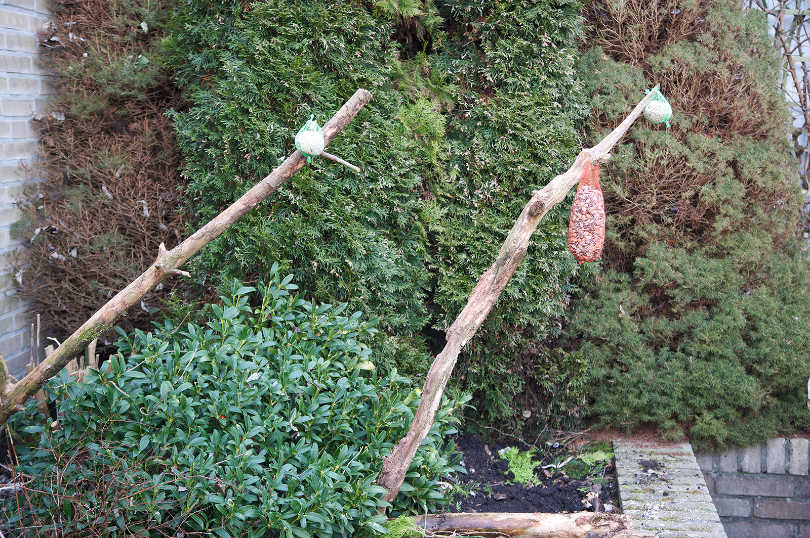Inrichten van de voederplaats voor vogels
