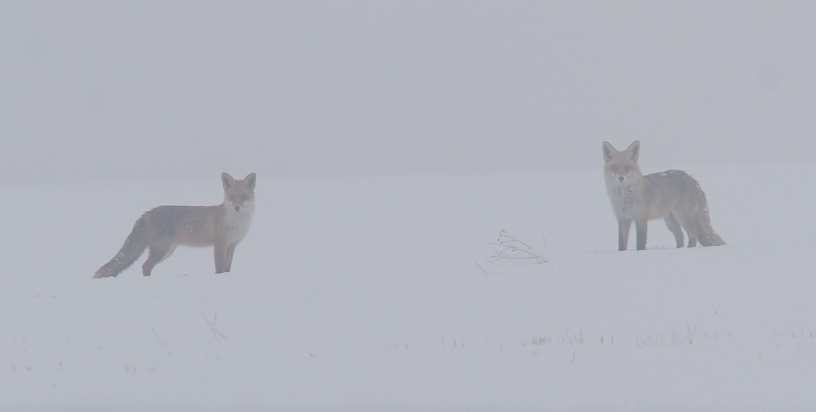 wazige foto van twee vossen in de sneeuw