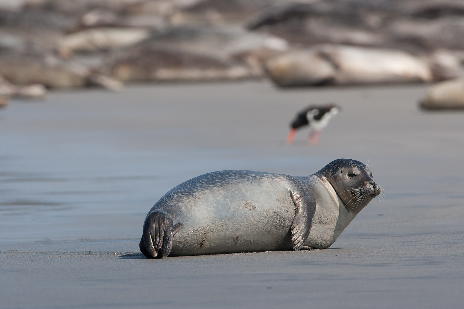foto: Jan Duker | Zeehond op Helgoland,