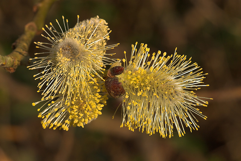 macro van schietwilg