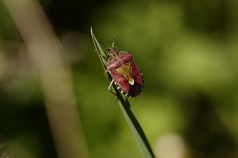 macro van schildwants