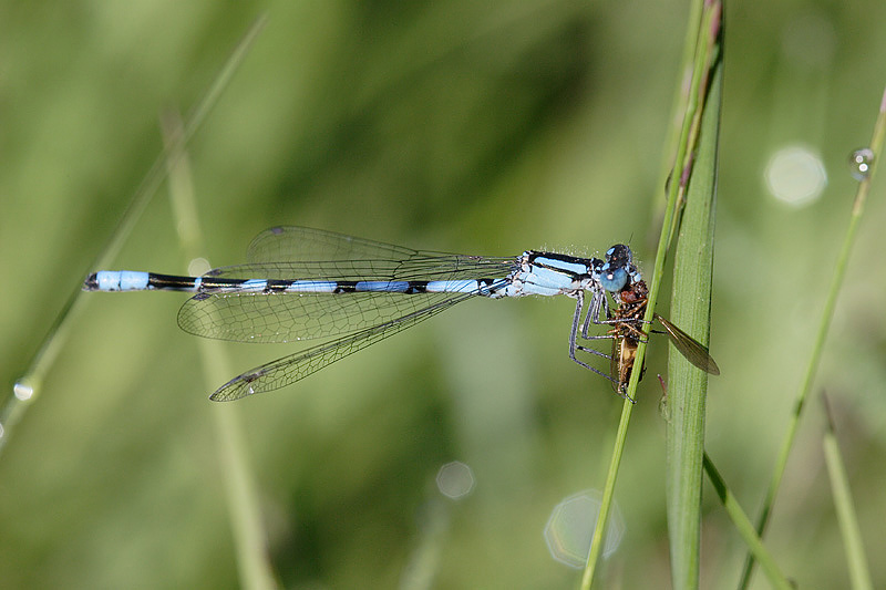 macro van watersnuffel die vlieg gevangen heeft