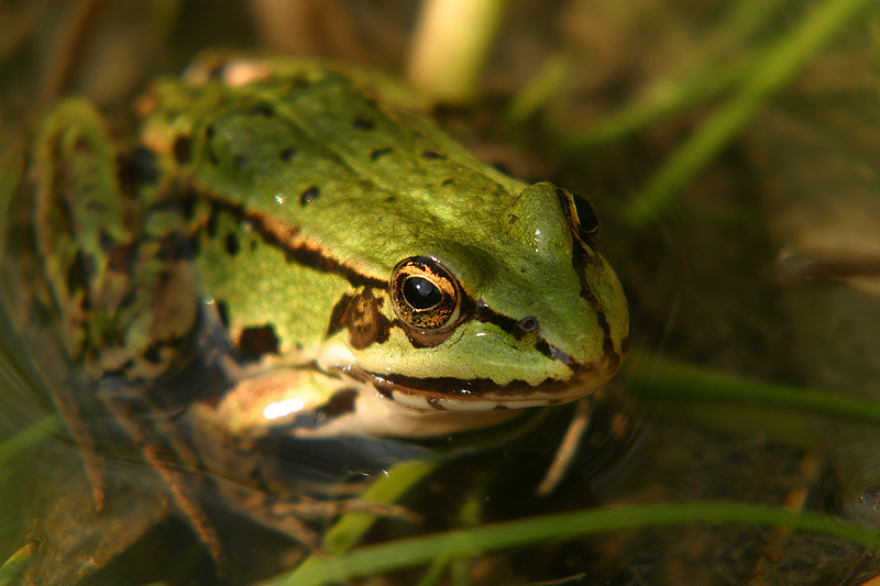 macro van groene kikker