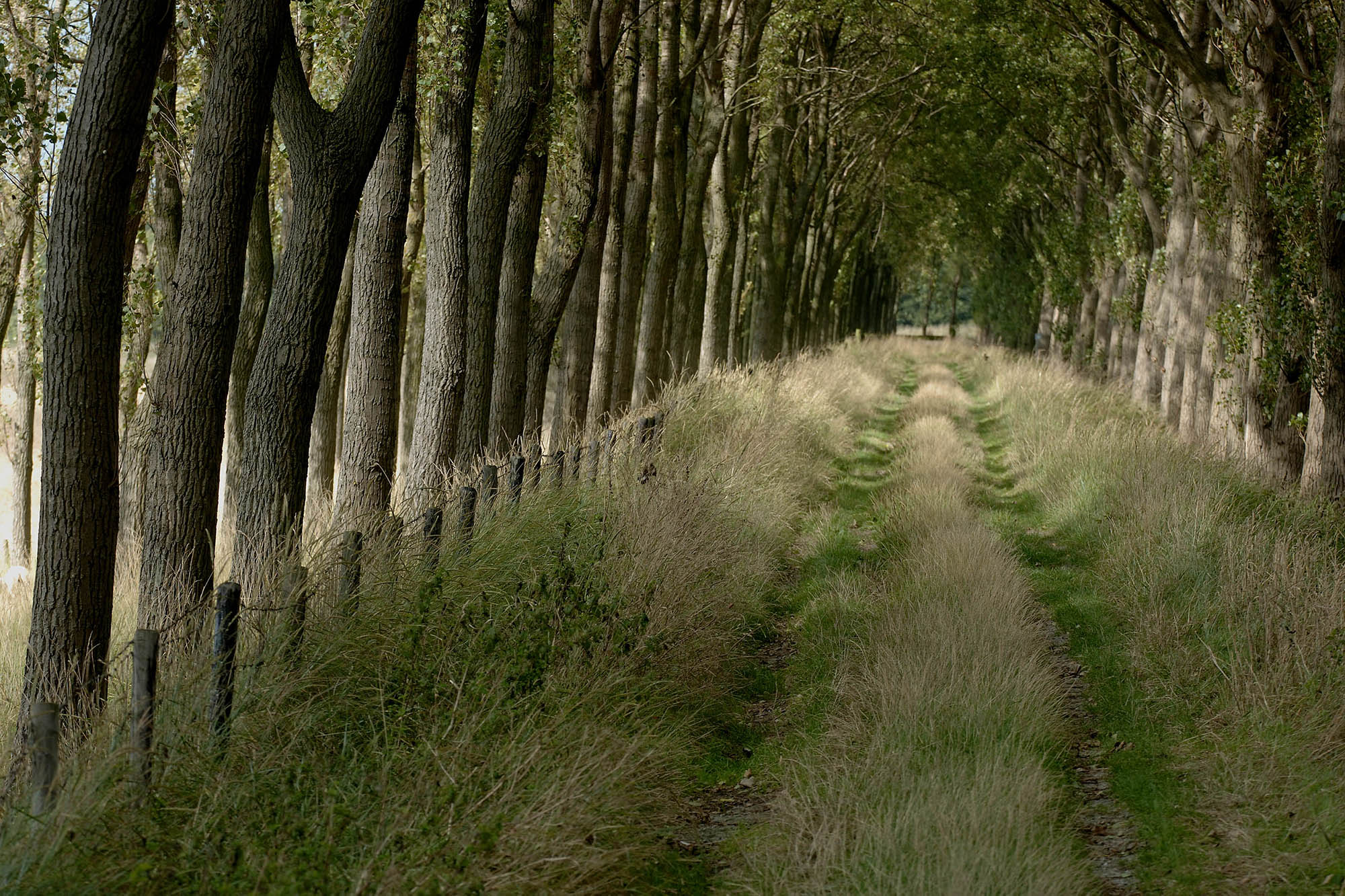 Gras en riet, pad in bos door Ben Seelt