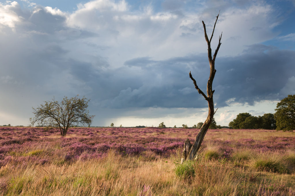 foto van landschap met heide en kale boom en lucht