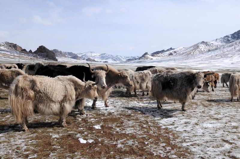 © Tom van der Leij | Mongolië yaks