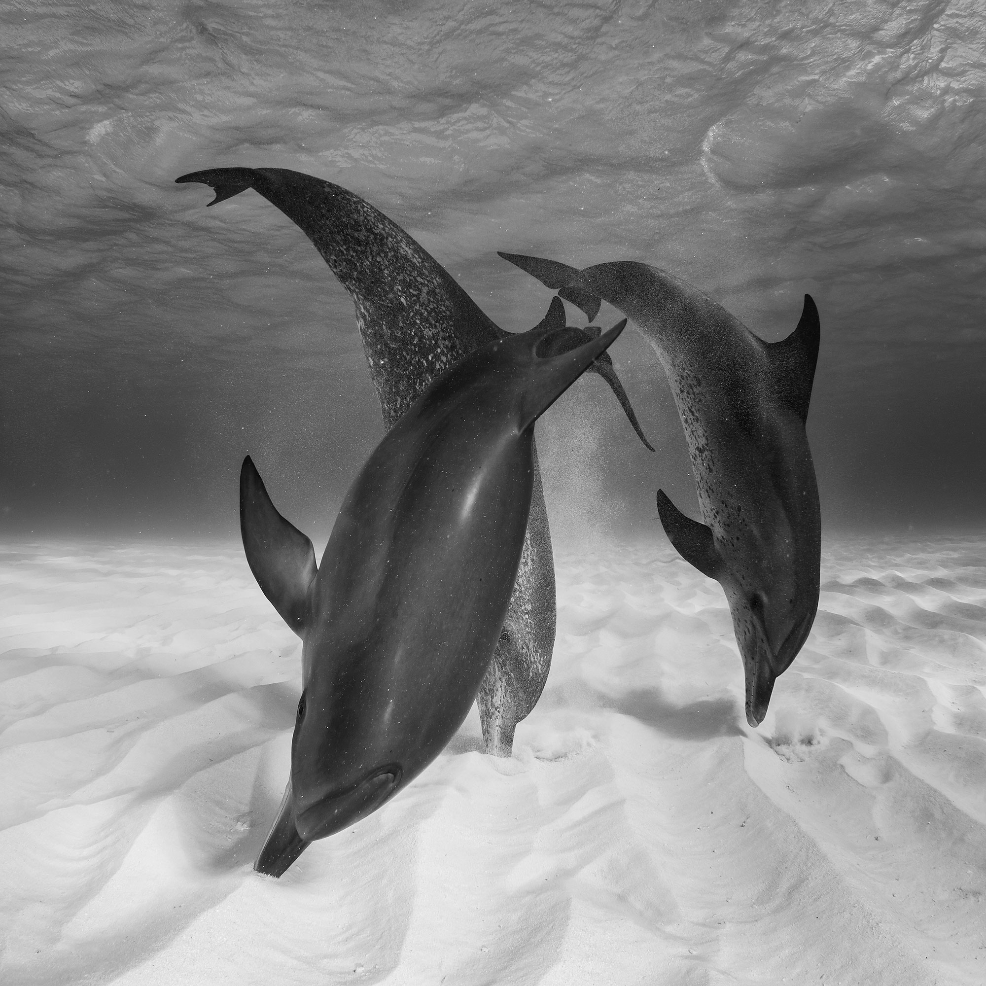 foto: © Eugene Kitsios - Hunting dolphins, Netherlands National Awards 2017, 2017 Sony World Photography Awards