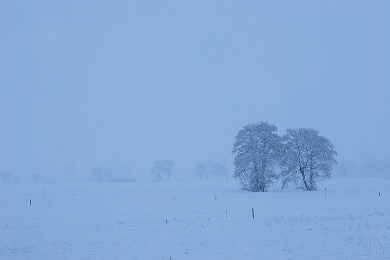 foto: Aaldrik Pot, bomen in de mist