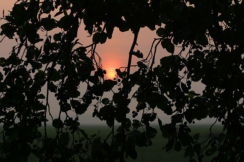 foto: Aaldrik Pot, takken van bomen met ondergaande zon erdoorheen