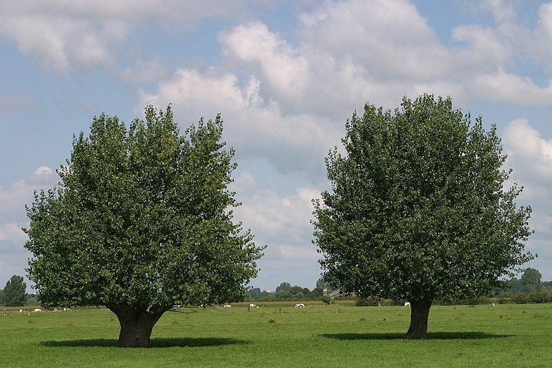 foto: Aaldrik Pot, twee bomen groen in graslandschap
