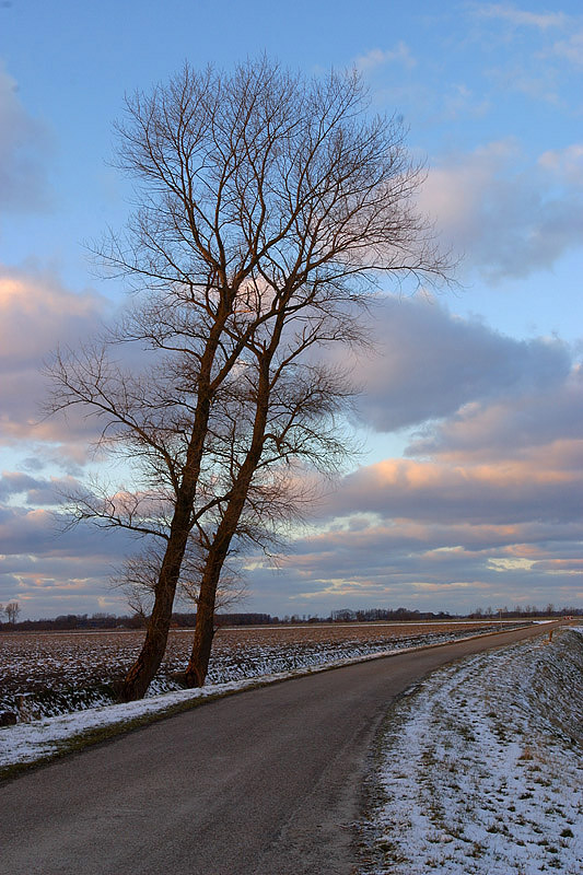 foto: Aaldrik Pot, twee bomen langs een weggetje in een sneeuwlandschap