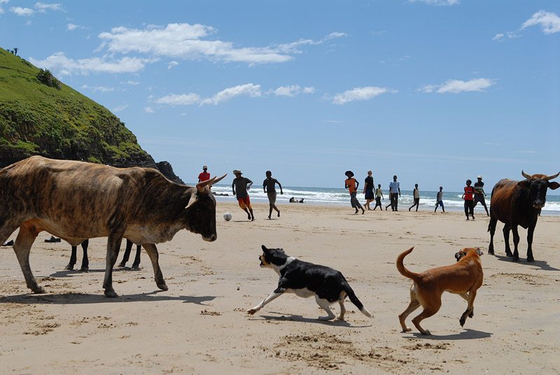 Zuid-Afrika - Wild Coast, strand met runderen en honden en voetballende mensen
