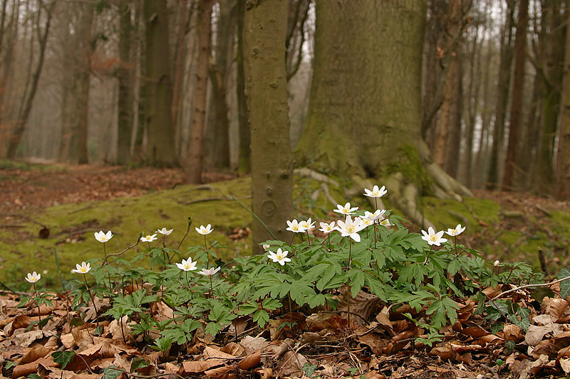 foto: Aaldrik Pot | De bosanemoon is van de vele kenmerkende planten van bossen op lemige gronden.