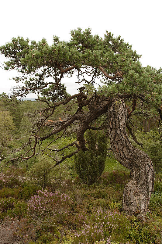 foto: Aaldrik Pot | Weer en wind kunnen veel invloed hebben op de vorm van bomen