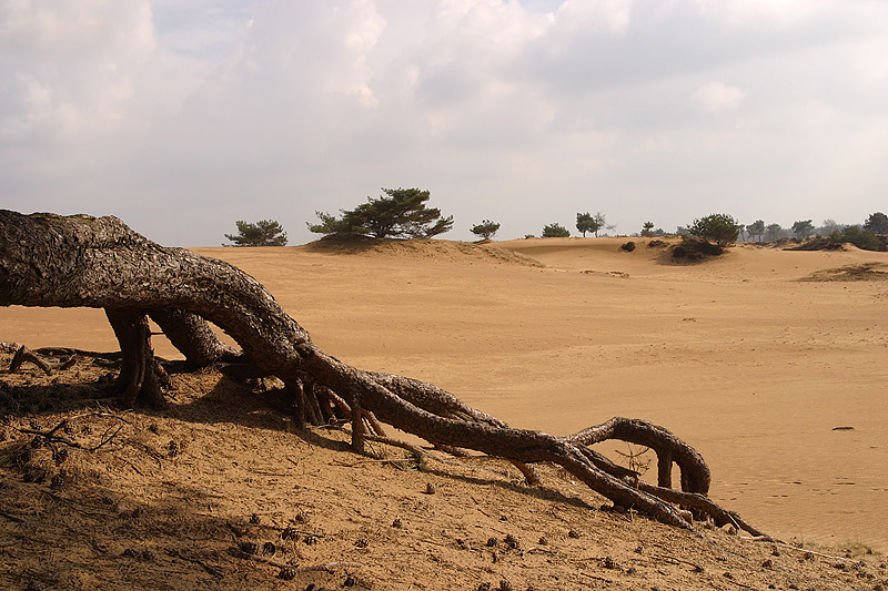 foto: Aaldrik Pot | De wortels van een boom mooi blootgelegdop een zandvlakte