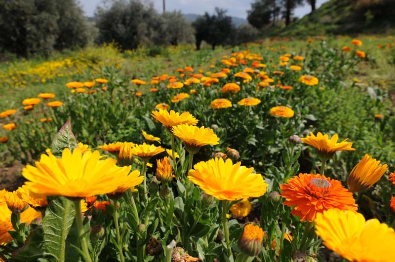 foto: Tom van der Leij - bloemenweide Cyprus