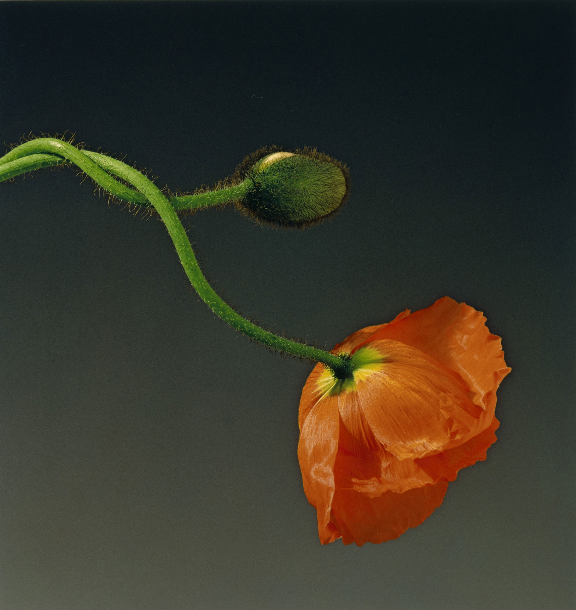 foto: Robert Mapplethorpe - Poppy (1988)